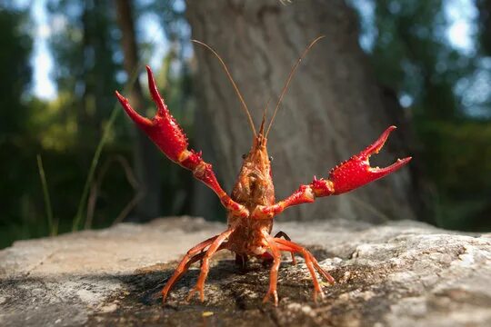 Рак фото животное Crayfish Images - Browse 1,686 Stock Photos, Vectors, and Video Adobe Stock