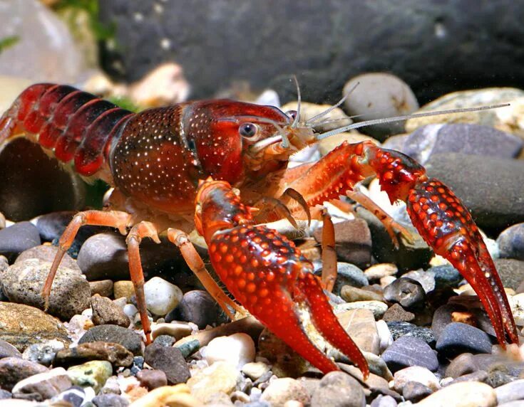 Рак фото животное Red Swamp Crawfish Crayfish, Freshwater lobster, Freshwater aquarium shrimp