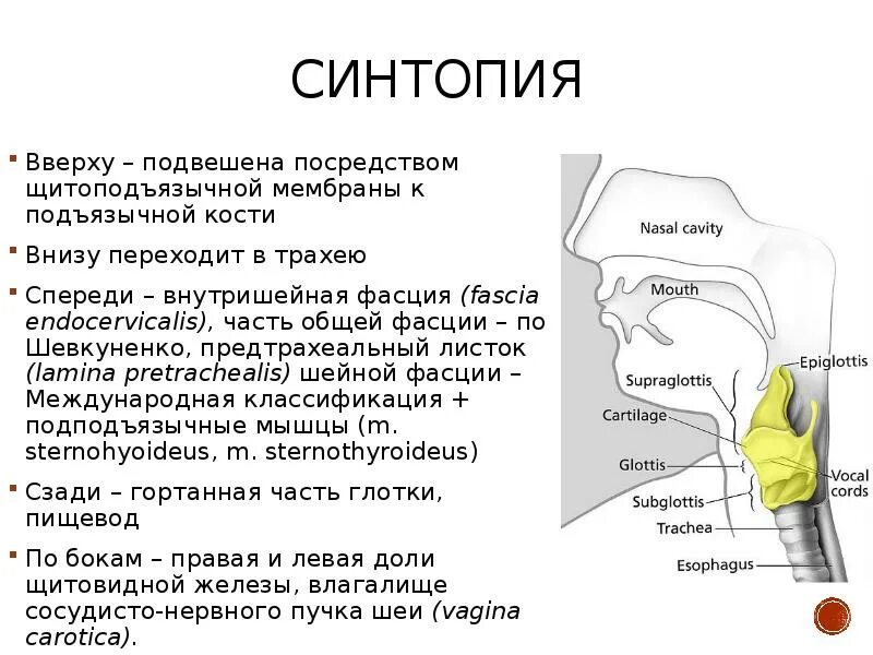 Рак горла фото и описание Рак гортани