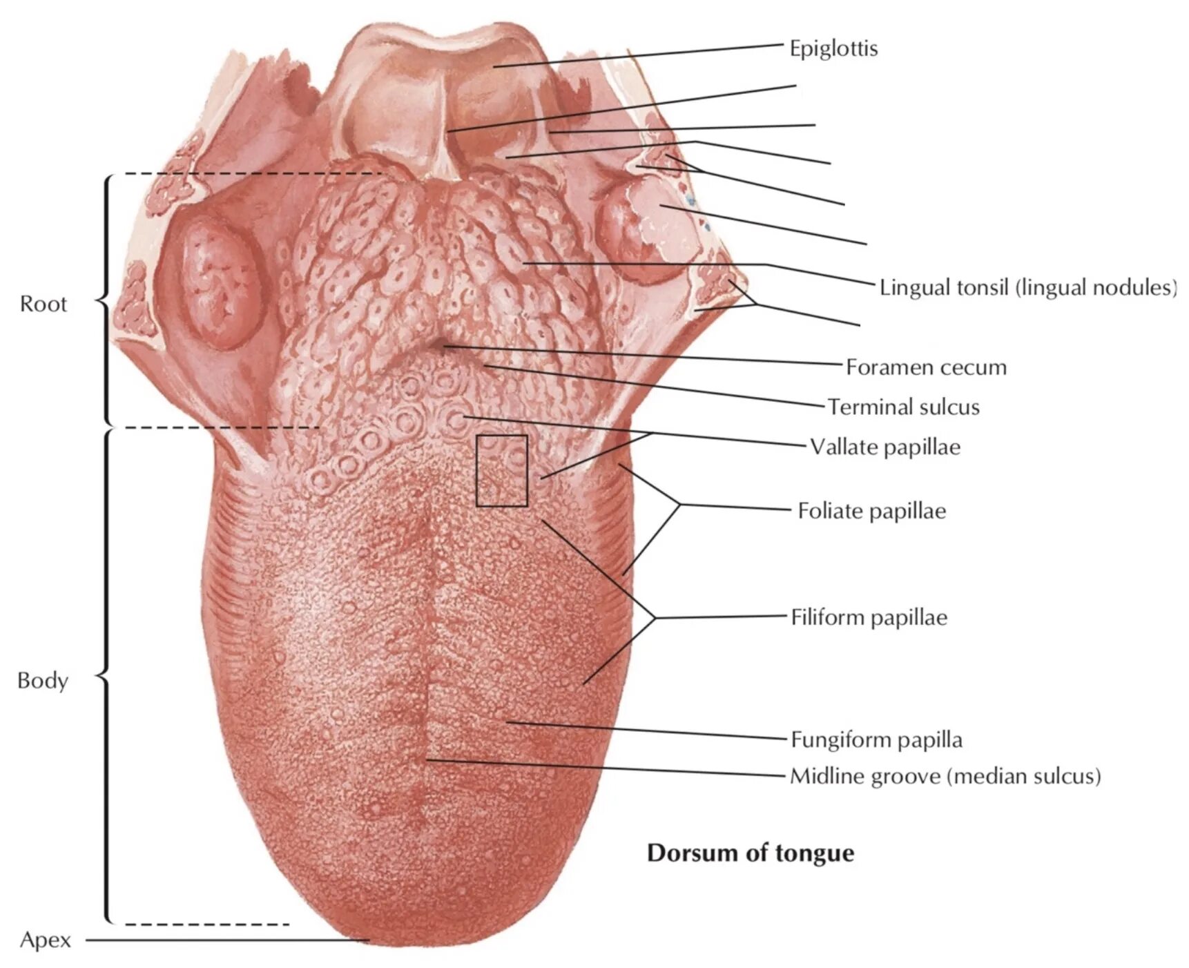 Рак горла как выглядит язык The Wonders of the Tongue - Its Muscles with Motor and Sensory Nerve Innervation