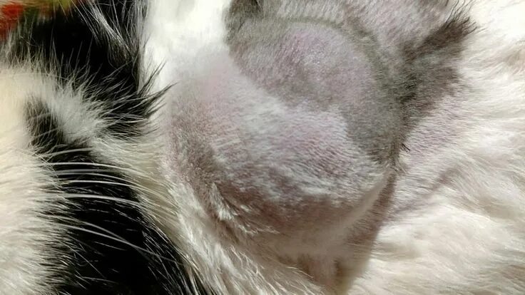 Рак груди у кошки последняя стадия фото Abscess on cat pops on it's own. Rush to clean up and bandage. Cats, Essential o