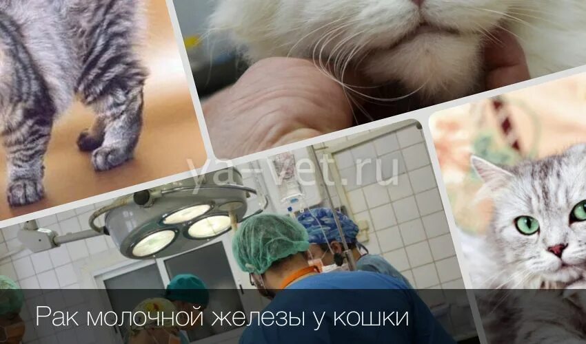 Рак груди у кошки последняя стадия фото Рак молочной железы у кошки: причины возникновения, симптомы и лечение