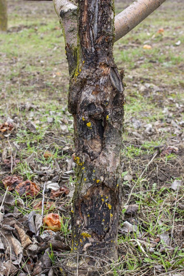 Рак груши фото и лечение Diseases of Fruit Trees in the Garden. Damage To the Apple Fungus. Stock Image -