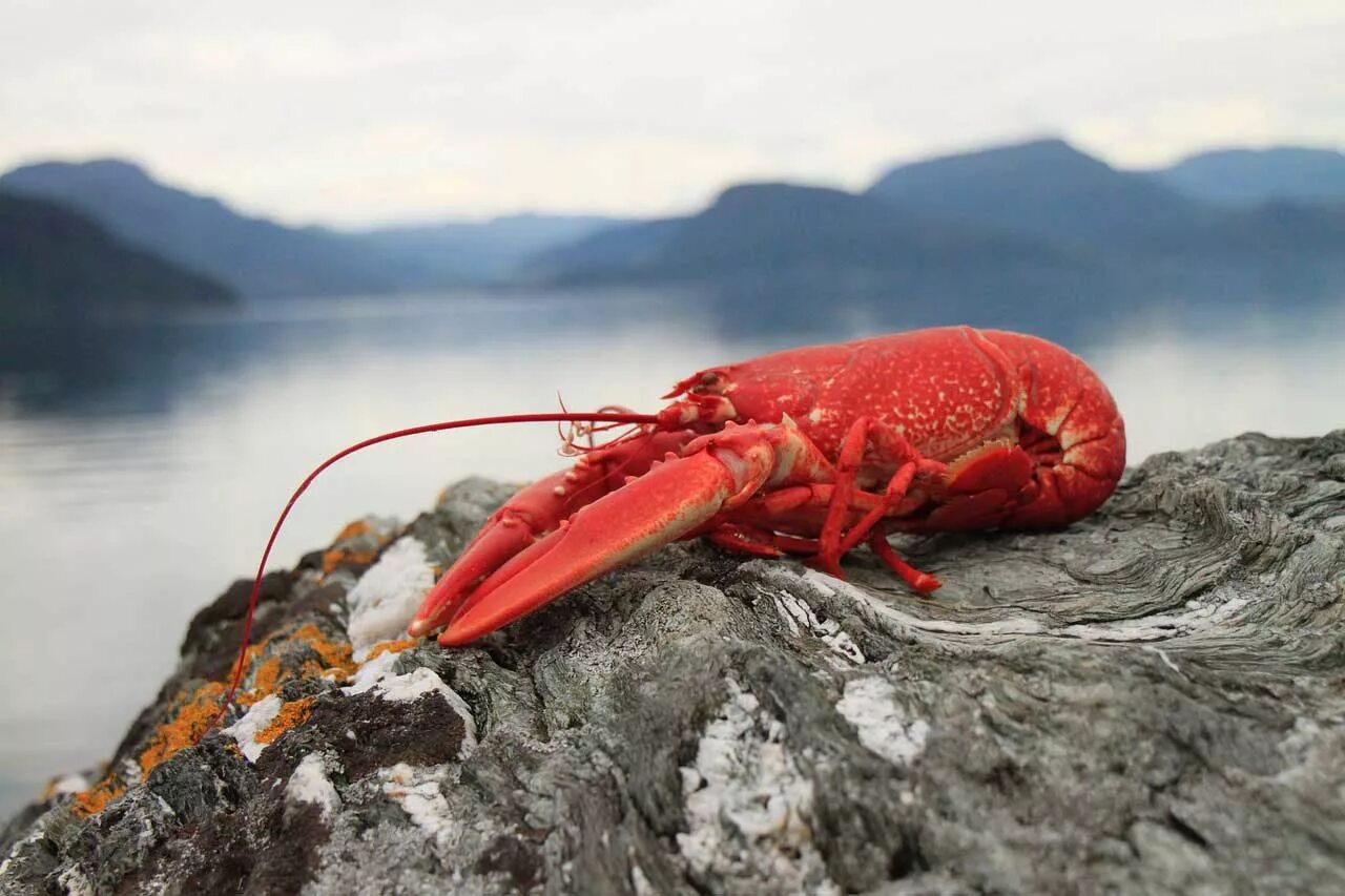 Рак камень фото Lobster - Learn About Nature