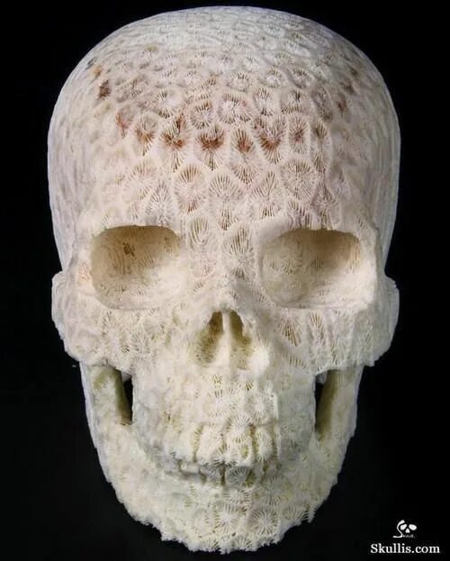 Рак костей фото white coral covered skull is amazing but look at those teeth Skull carving, Crys