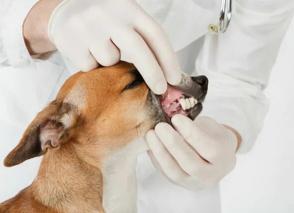 Рак кожи у собак фото Dental check up. Dog teeth cleaning, Dog teeth, Teeth cleaning