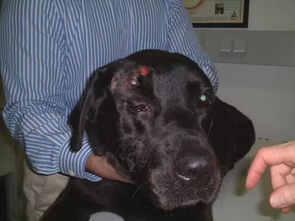 Рак кожи у собак фото Supraorbital mast cell tumour - dog