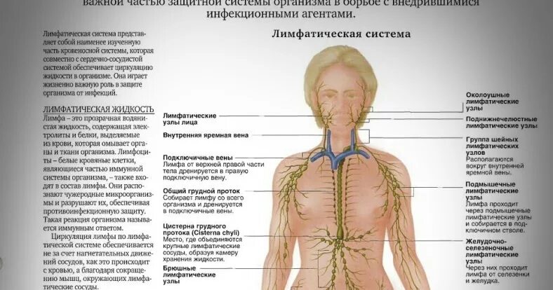 Рак лимфатической системы фото Картинки ПРИЗНАКИ РАКА ЛИМФАТИЧЕСКОЙ