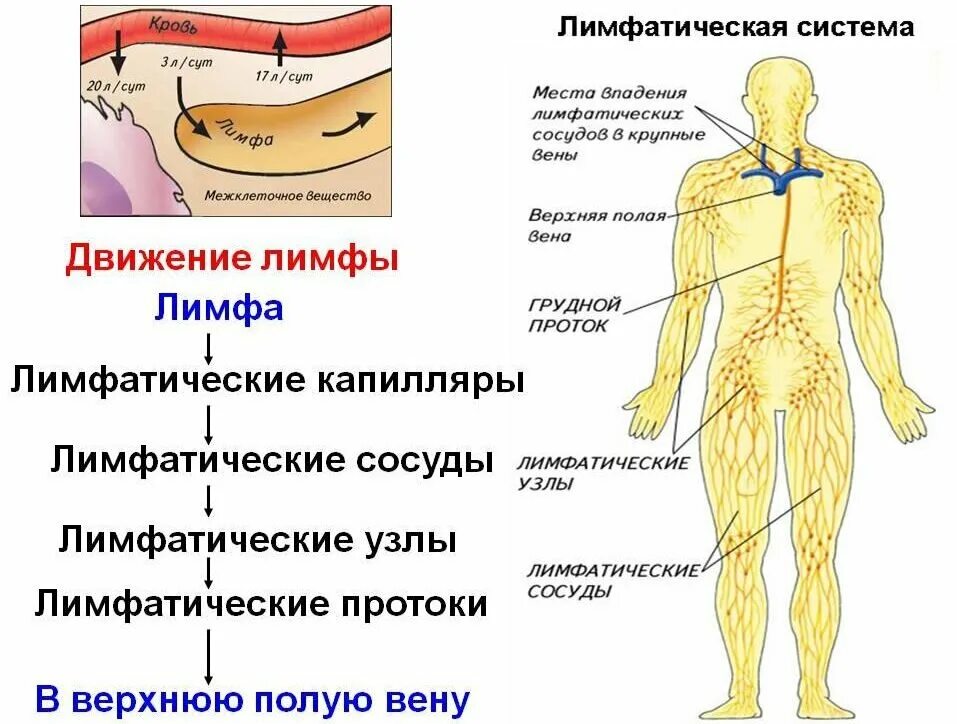 Рак лимфатической системы фото Лимфатическая система. 3 факта, почему важно о ней заботиться и 6 основных причи