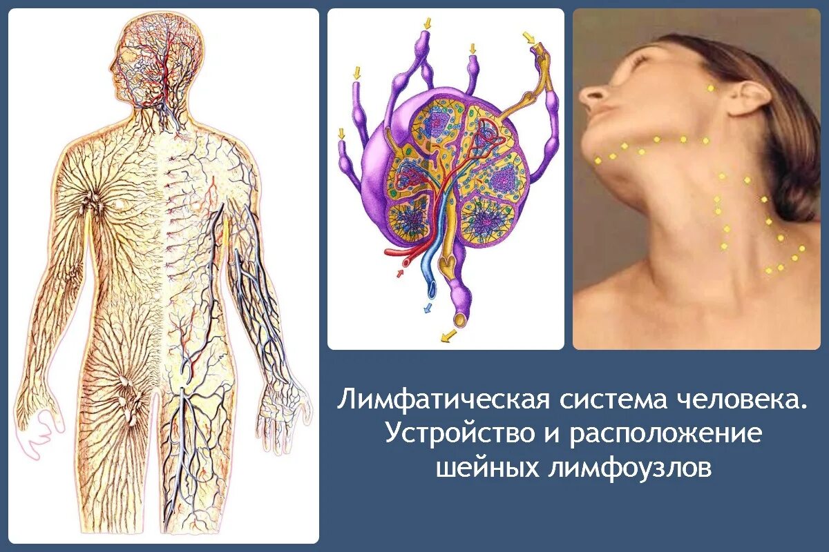 Рак лимфатической системы фото Картинки ЛИМФАТИЧЕСКАЯ СИСТЕМА ТЕСТ