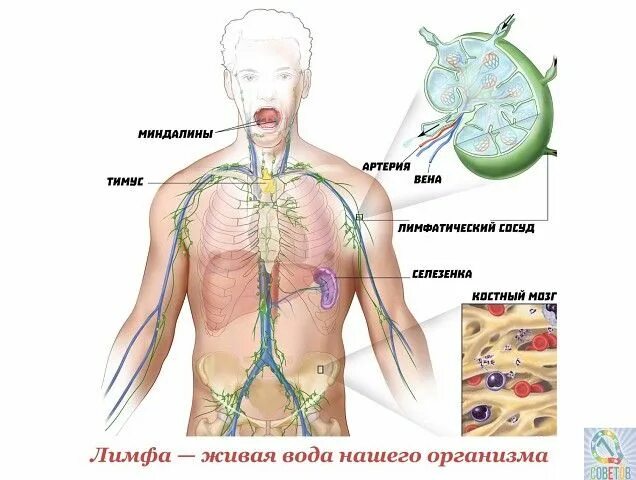 Рак лимфатической системы фото Pin en Полезное