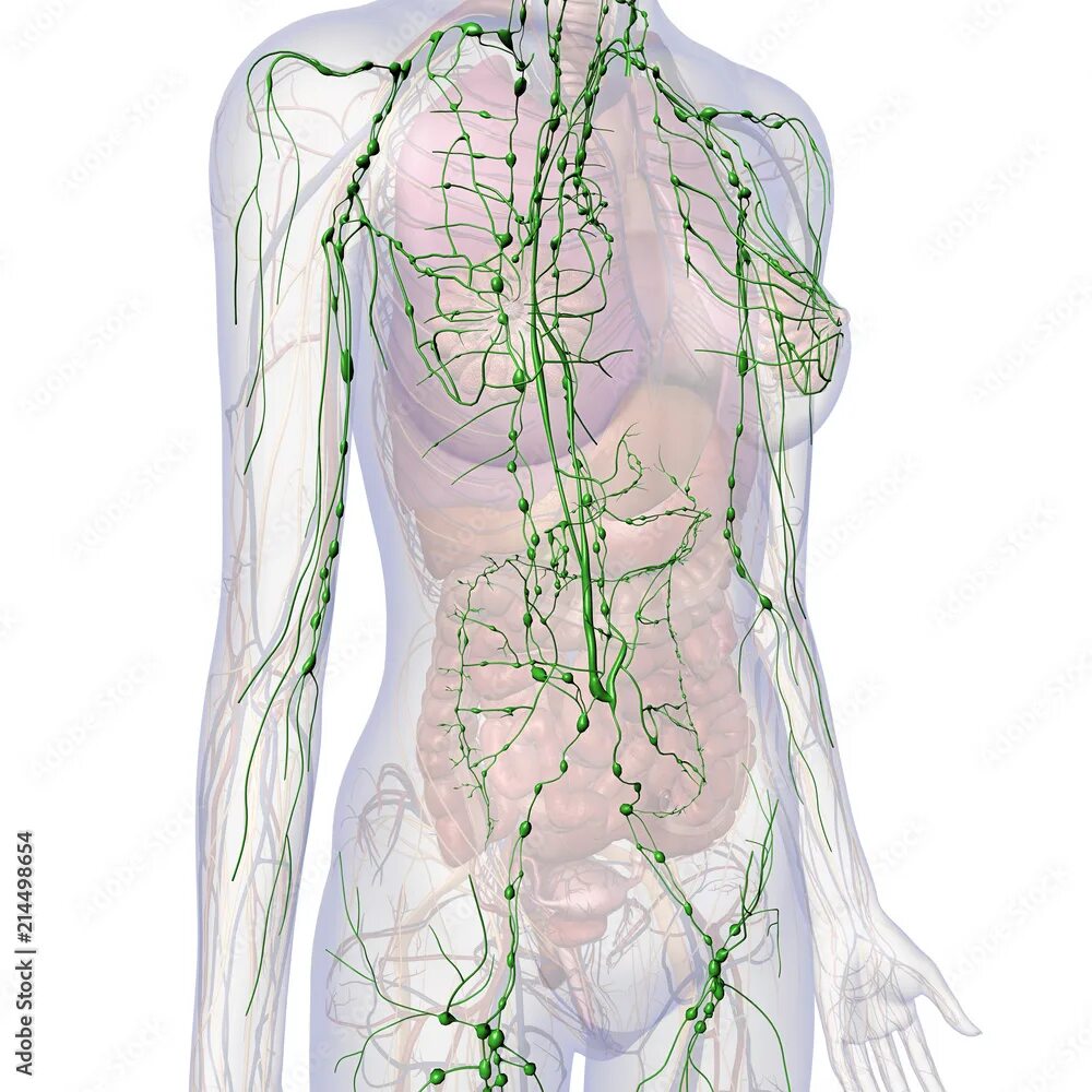 Рак лимфатической системы фото Lymphatic System Internal Anatomy in Female Chest and Abdomen Иллюстрация Stock 