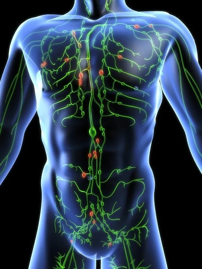 Рак лимфатической системы фото Sistema Linfático: o que é, para o que ele serve e como funciona? Sistema linfat