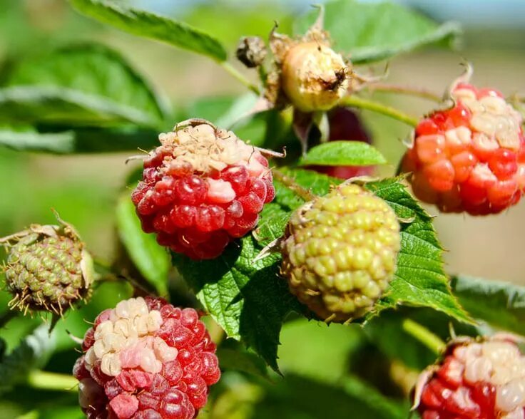 Рак малины фото Болезни малины и борьба с ними с фото Raspberry, Food wallpaper, Berry bushes