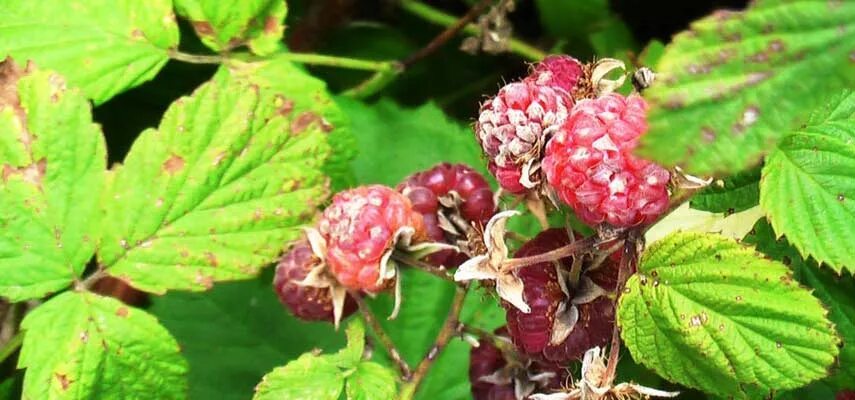 Рак малины фото Болезни и вредители малины: врага нужно знать в лицо! Полезные статьи на блоге Б