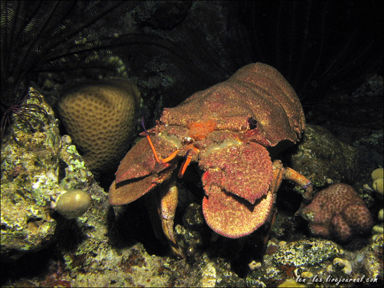 Рак медведь фото Gallery.ru / Clam-killer Slipper Lobster - Красном море. Разное. - len-lex