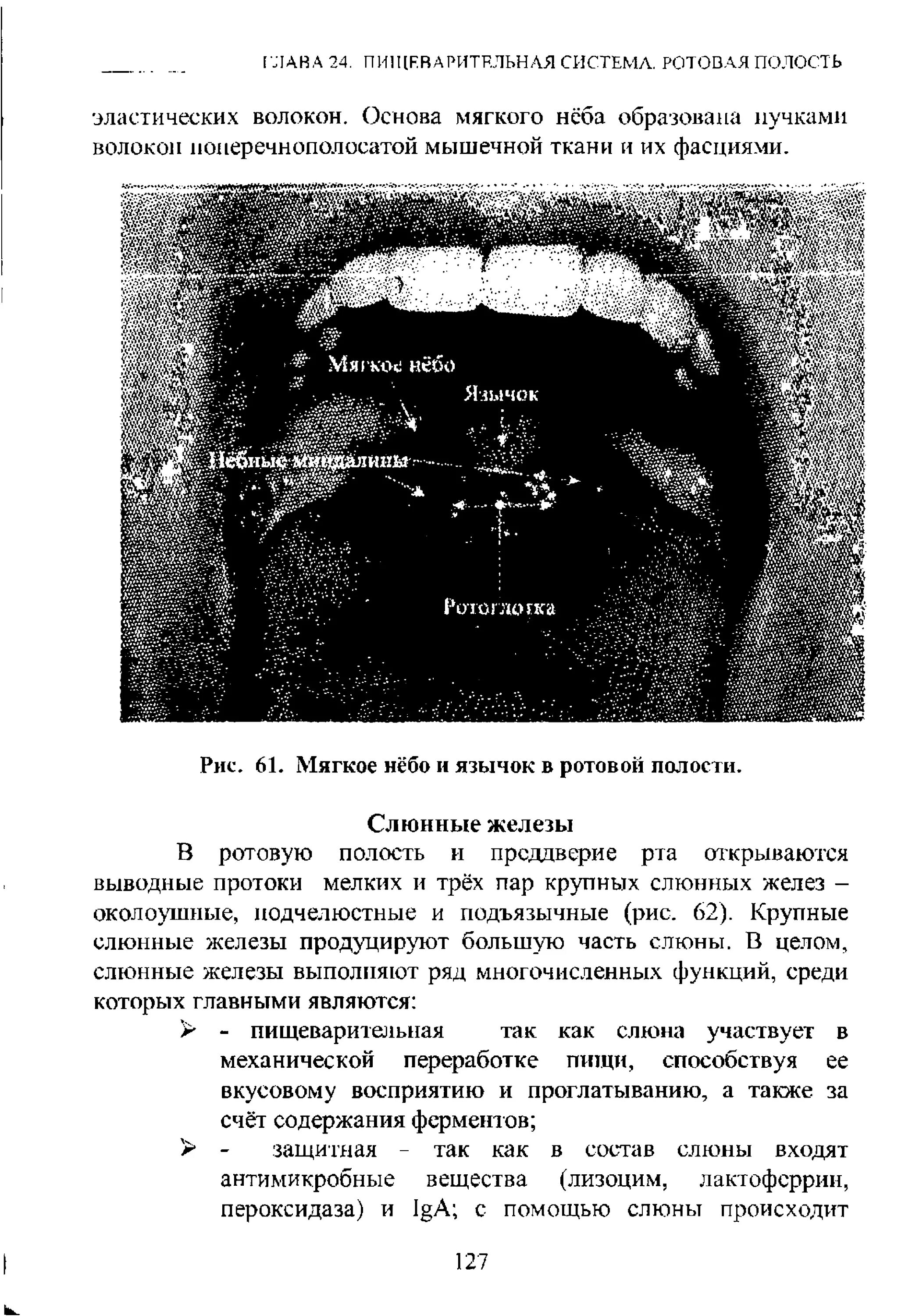 Рак мягкого неба фото Мягкое нёбо и язычок в ротовой полости. - Справочник по медицине PRO7