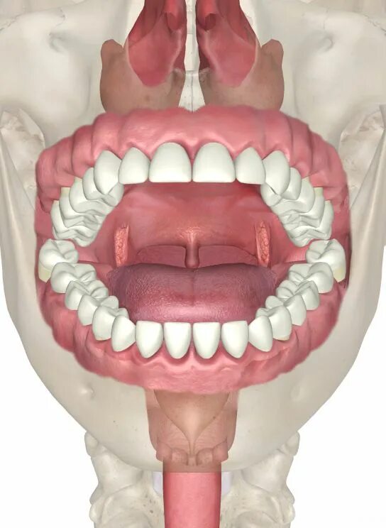 Рак мягкого неба фото симптомы Oral Cavity Iphone wallpaper green, Cavities, Mouth anatomy