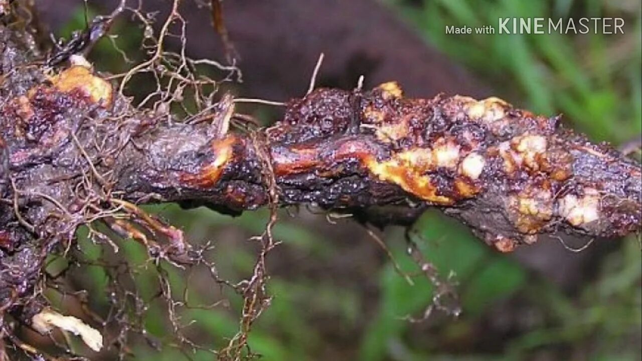 Рак на груше фото описание Роза не растет. Корневой рак растений, как лечить(Часть1) - YouTube