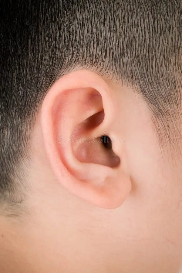 Рак на ухе у человека фото 416 Ear Drum Stock Photos - Free & Royalty-Free Stock Photos from Dreamstime