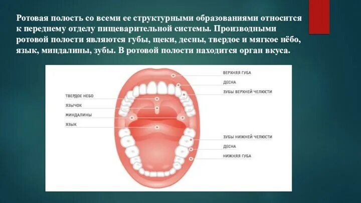 Рак неба фото Развитие органов полости рта и их возможные аномалии.