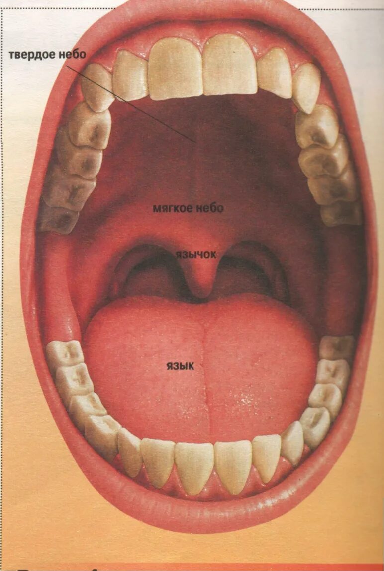 Рак неба фото и признаки Что полость рта после