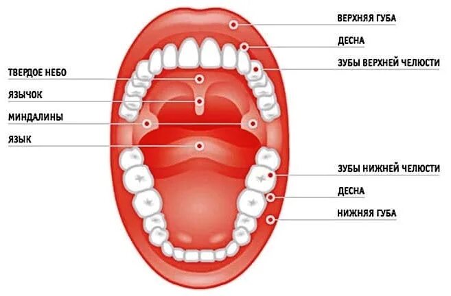 Рак неба во рту фото и описание Заболевания зубов и ротовой полости * Спинор-М