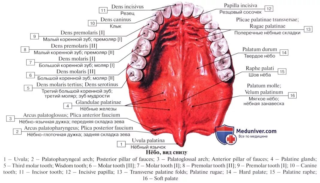 Рак неба во рту фото и описание Анатомия: Нёбо, palatum. Твердое небо. Мягкое небо
