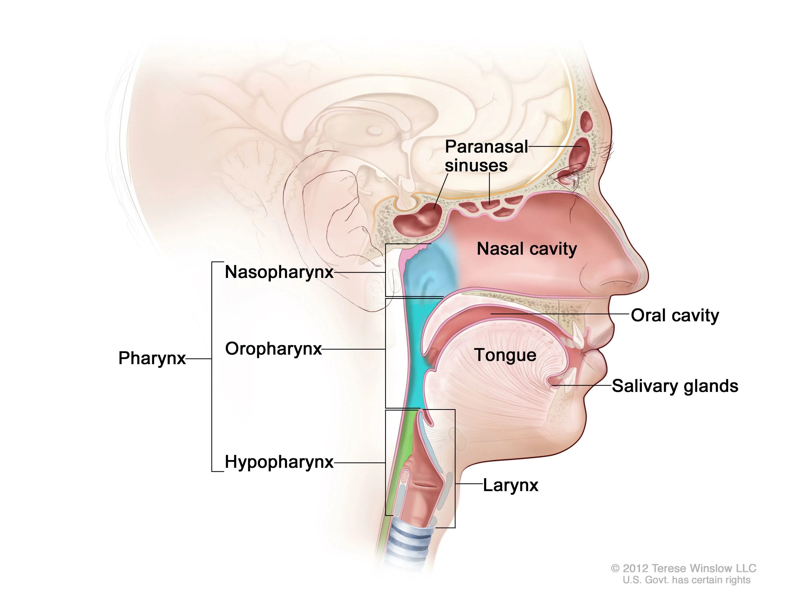 Рак носоглотки симптомы фото Head and Neck Cancer—Health Professional Version - NCI