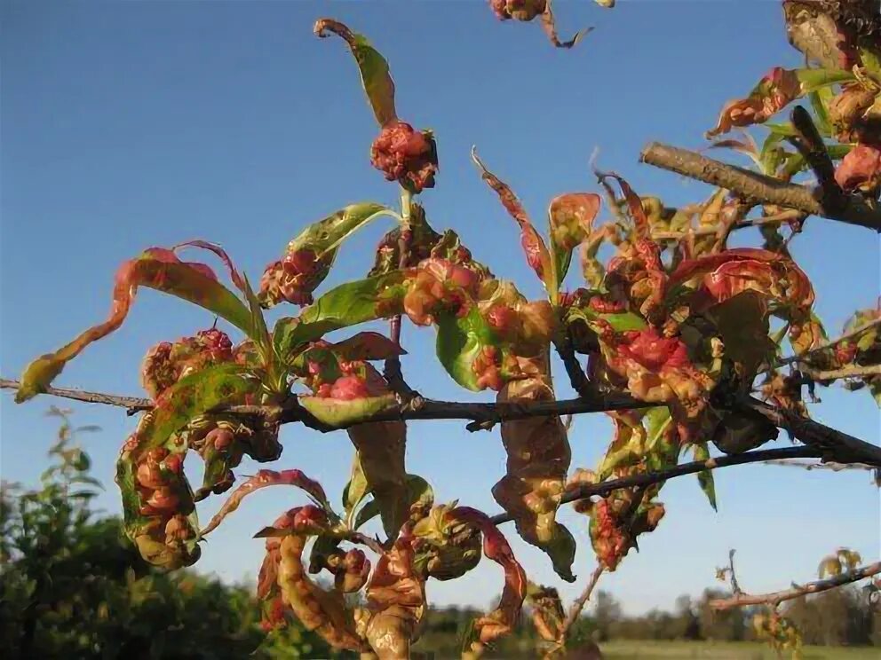 Рак персика фото The Damage That Peach Leaf Curl Can Do to Your Peach Trees! Fruit trees backyard