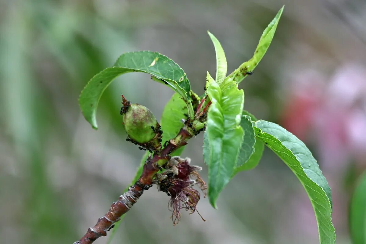 Рак персика фото File:4. Nectarine early fruit formation, SC, Vic, Aust.jpg - Wikimedia Commons