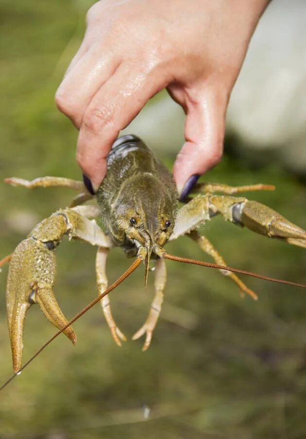 Рак руки фото Detail Lobster Nipper Stock Photos - Free & Royalty-Free Stock Photos from Dream