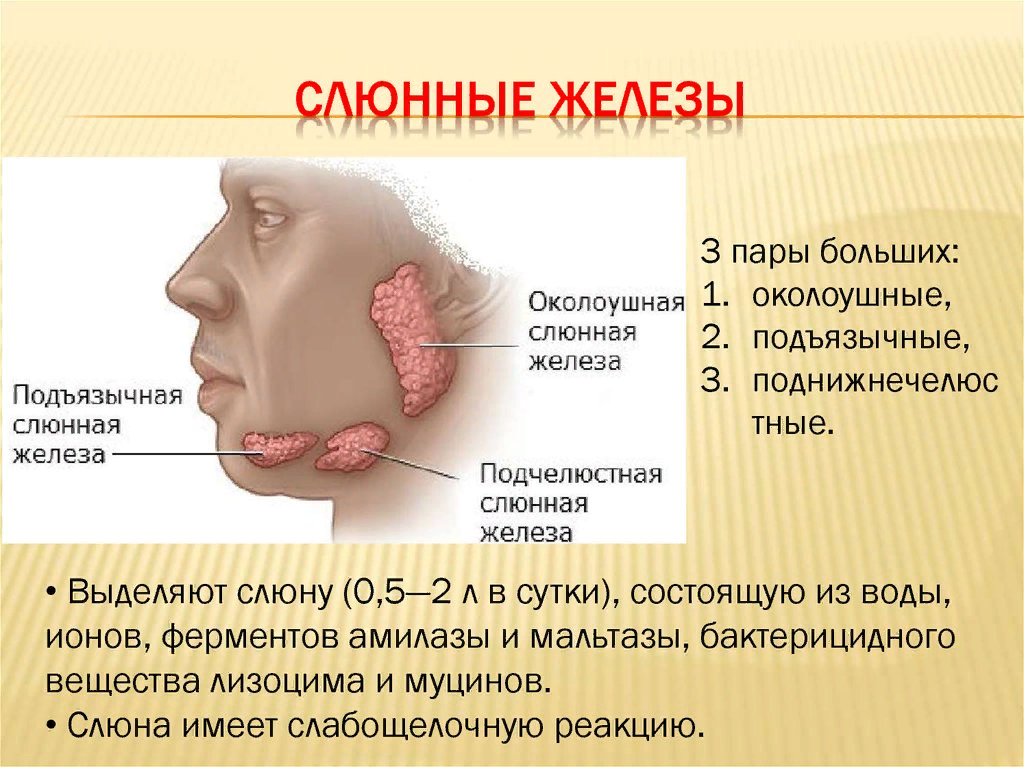 Рак слюнных желез симптомы фото Дайте характеристику слюнным железам