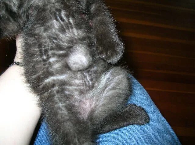 Рак у кошек симптомы фото Umbilical hernia The little black kitten (I haven't gotten. Flickr