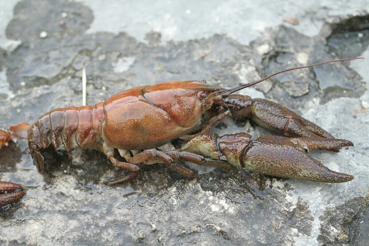 Рак века фото Файл:Austropotamobius pallipes.jpg - Википедия