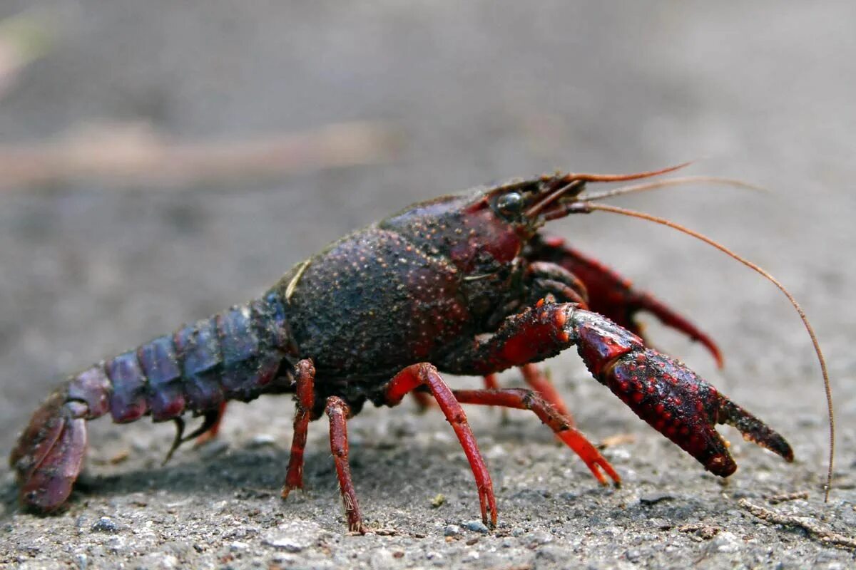 Рак века фото Crawfish can be eaten raw in a survival situation, just remove the tail first! E