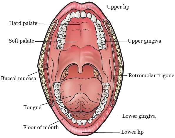 Рак верхнего неба фото и симптомы About Mouth (Oral Cavity) Cancer Memorial Sloan Kettering Cancer Center