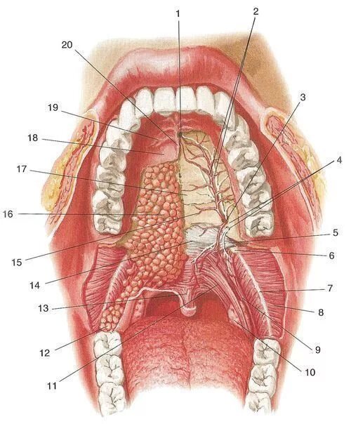 Рак верхнего неба фото во рту Ответы Mail.ru: Почему я чувствую наркотический эффект после "втирания" в нёбо п
