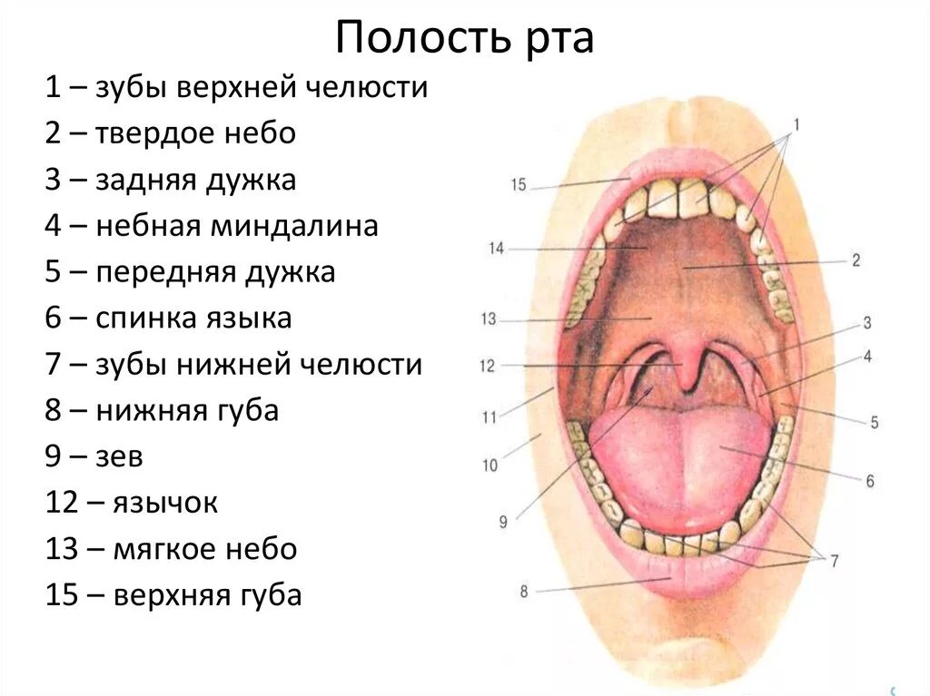 Рак верхнего неба фото во рту Какая ты порядочная своей ротовой полости - найдено 76 картинок