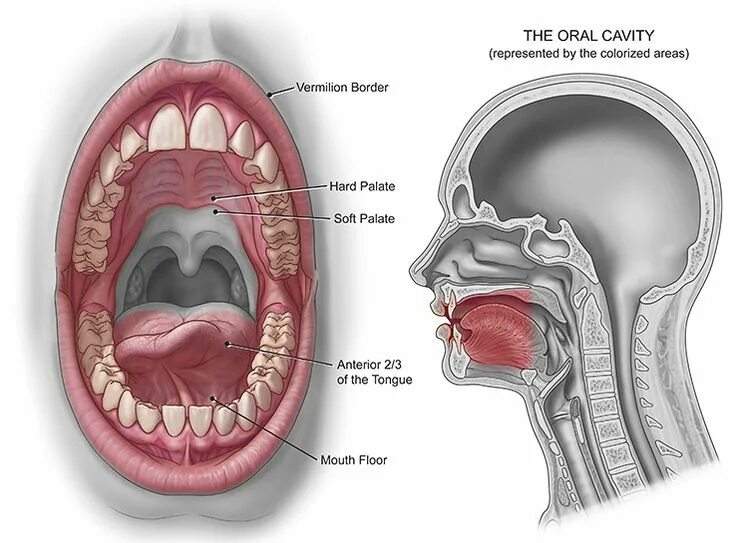 Рак верхнего неба фото во рту Pin on homeopethic
