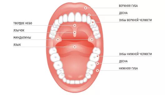 Рак верхнего неба фото во рту Болит небо во рту: причины и лечение - Стоматология "АльфаДент" в Оренбурге