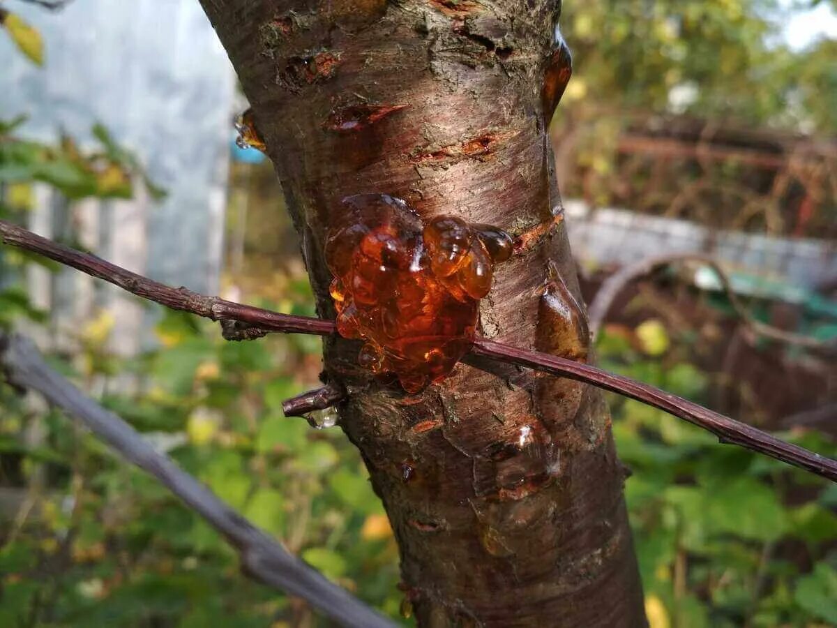 Рак вишни фото Спасаем персик: 12 основных болезней и вредителей, а также способы борьбы с ними