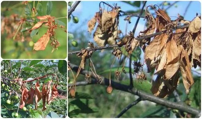 Рак вишни фото Самые опасные болезни вишни Plants, Garden, Grapes