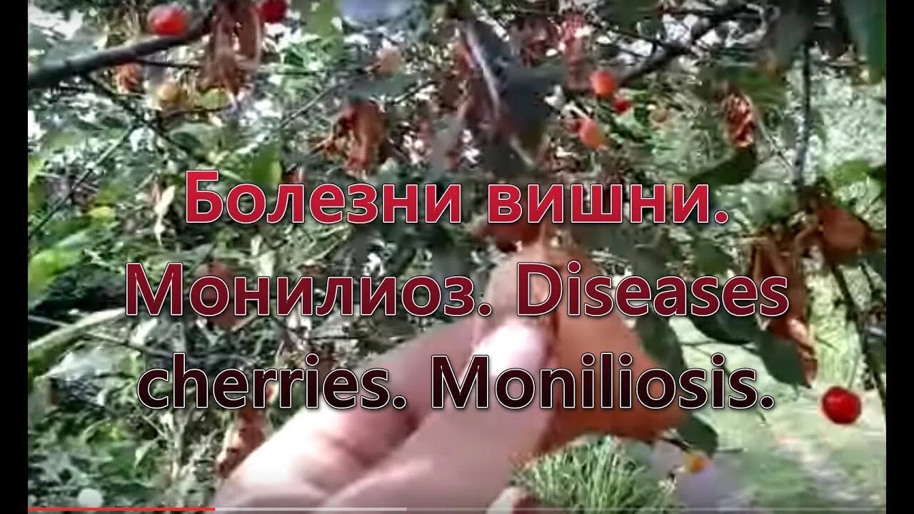 Рак вишни фото как лечить Болезни вишни. Монилиоз. Diseases cherries. Moniliosis. - YouTube