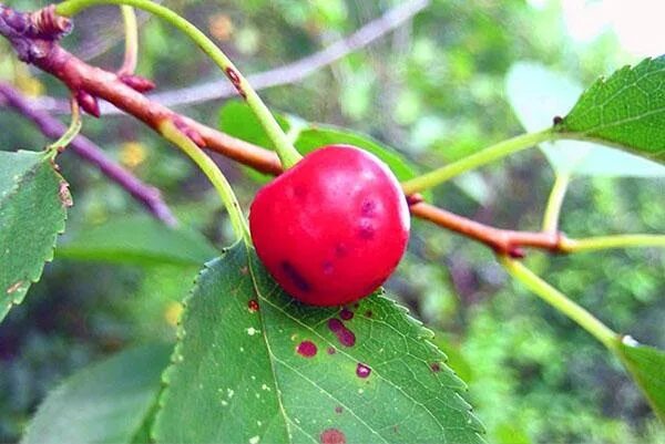 Рак вишни фото как лечить Парша вишни - Заболевания НПЦ "Фармбиомед"