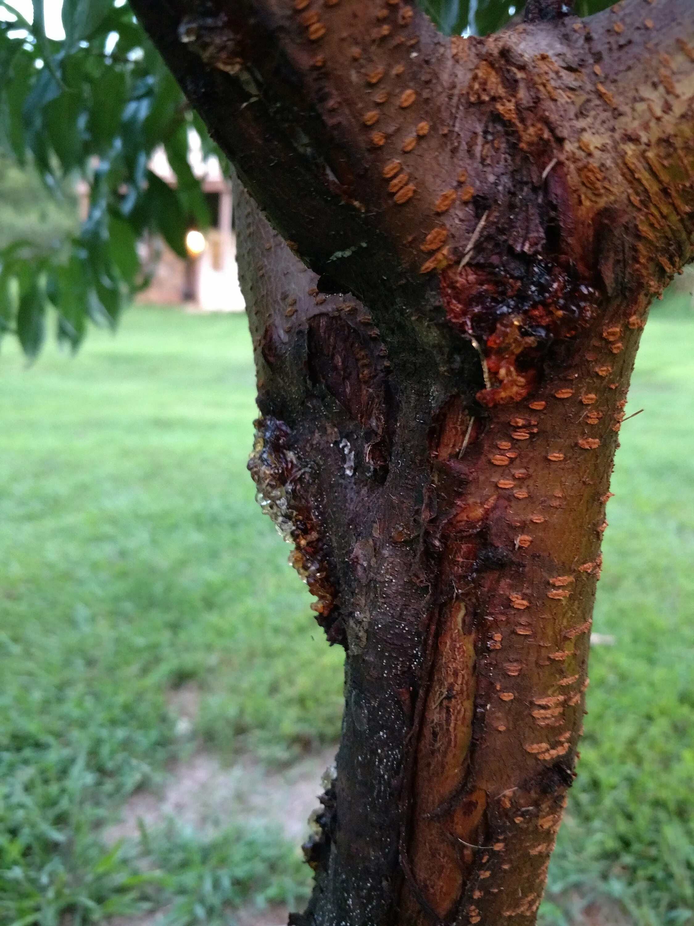 Рак вишни на стволе фото Fungus On Peach Tree Bark Online bellady.by