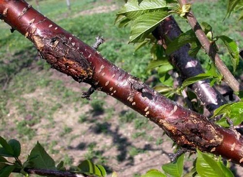 Рак вишни на стволе фото Canker diseases on shade and forest trees: Part 1 - MSU Extension