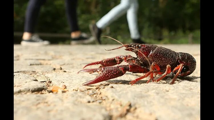 Рак волос фото Georgia crawfish mutates into new species, takes over Europe 11alive.com