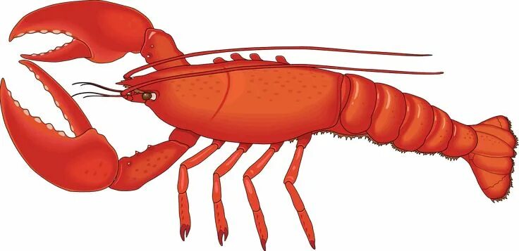 Рак животное картинка Lobster Clip Art Free Clipart Panda - Free Clipart Images Clip art, Free clipart