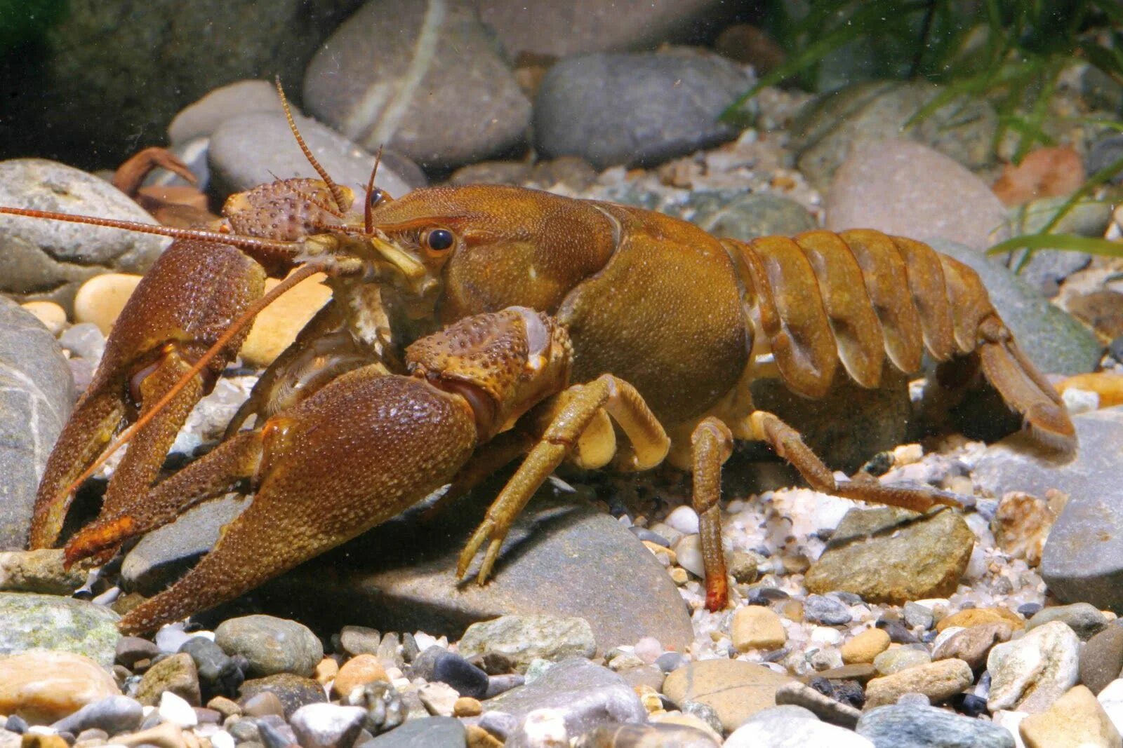 Рак животное картинка CRUSTACEA (Crustáceo) - Eucarida, Ordem Decapoda. // CRUSTACEA (Crustacean) - Eu